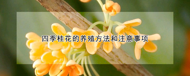 四季桂花的養(yǎng)殖方法和注意事項(xiàng)