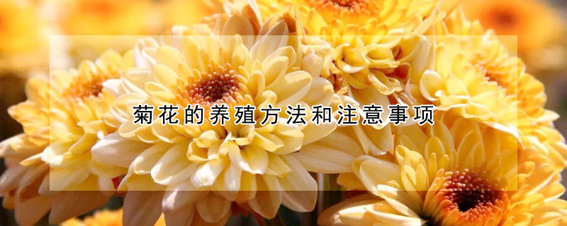 菊花的養(yǎng)殖方法和注意事項