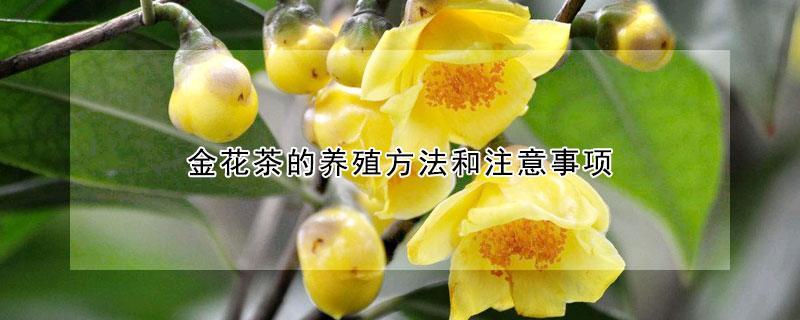 金花茶的養(yǎng)殖方法和注意事項(xiàng)