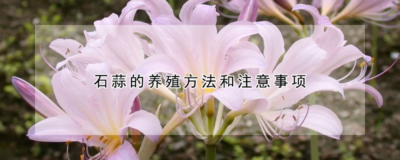 石蒜的養(yǎng)殖方法和注意事項(xiàng)