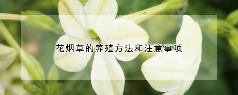 花煙草的養殖方法和注意事項