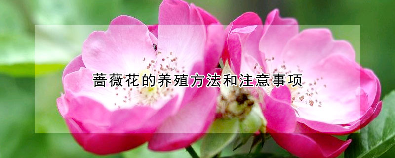 薔薇花的養(yǎng)殖方法和注意事項(xiàng)