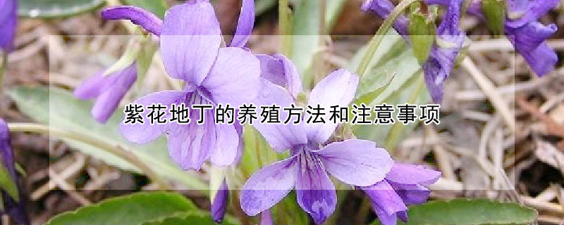 紫花地丁的養(yǎng)殖方法和注意事項