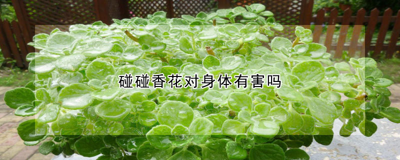 碰碰香花對(duì)身體有害嗎