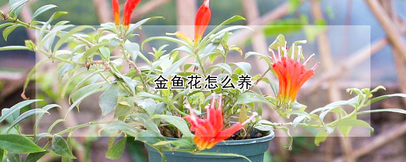 金魚花怎么養