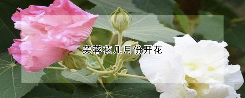 芙蓉花幾月份開花