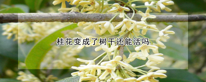 桂花變成了樹(shù)干還能活嗎