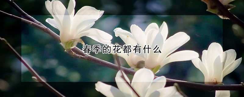 春季的花都有什么