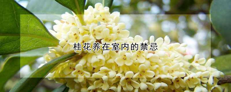 桂花養(yǎng)在室內(nèi)的禁忌