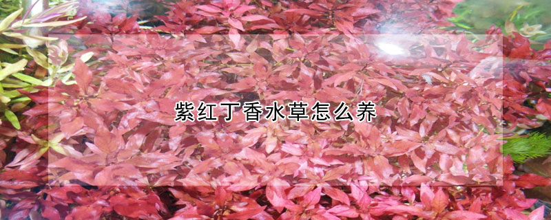 紫紅丁香水草怎么養(yǎng)