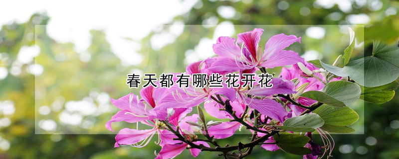 春天都有哪些花開花