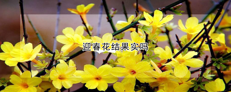 迎春花結(jié)果實嗎