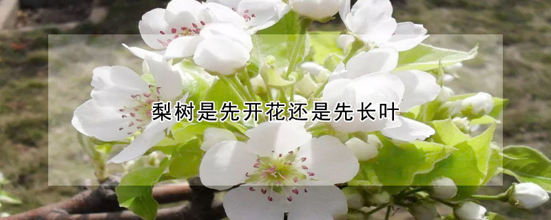 梨樹先開花還是先長葉