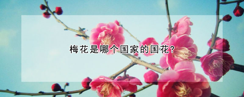 梅花是哪個國家的國花?