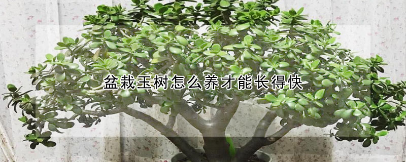 盆栽玉樹怎么養(yǎng)才能長(zhǎng)得快