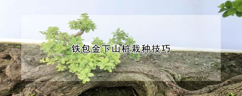 鐵包金下山樁栽種技巧