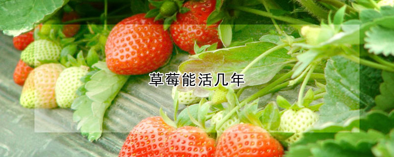 草莓能活幾年