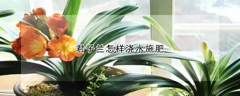 君子蘭怎樣澆水施肥