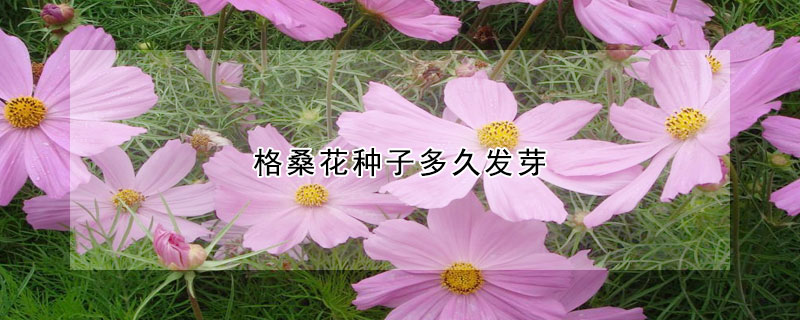 格?；ǚN子多久發(fā)芽