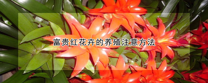 富貴紅花卉的養(yǎng)殖注意方法