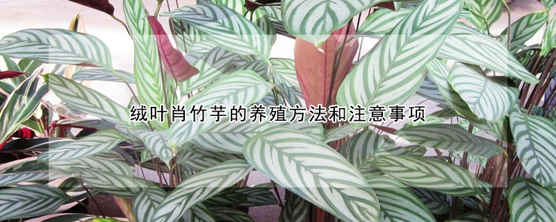 絨葉肖竹芋的養(yǎng)殖方法和注意事項