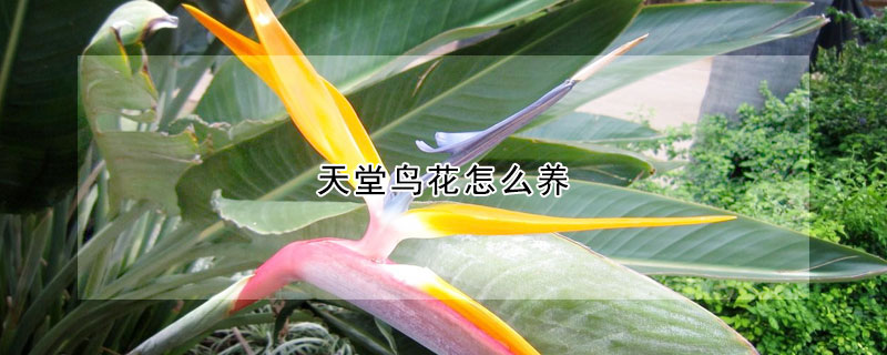 天堂鳥(niǎo)花怎么養(yǎng)