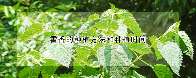 霍香的種植方法和種植時(shí)間