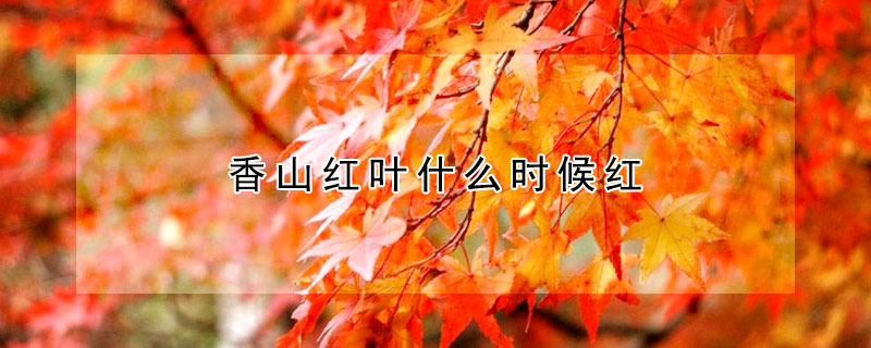 香山紅葉什么時候紅