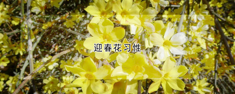 迎春花習(xí)性