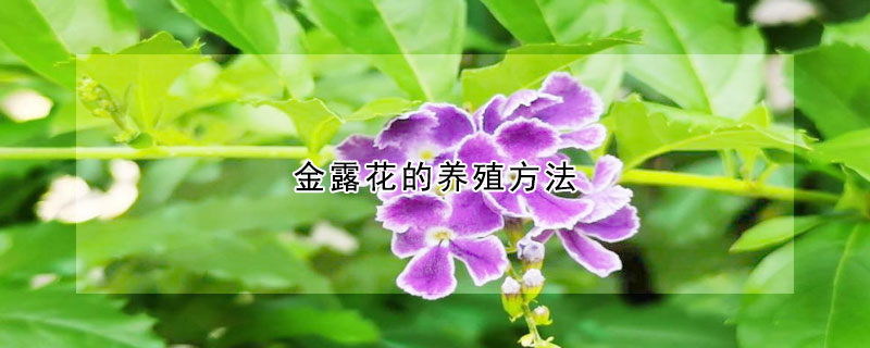 金露花的養殖方法