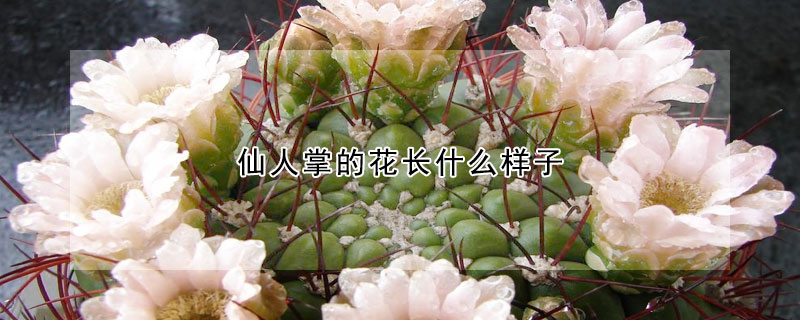 仙人掌的花長(zhǎng)什么樣子