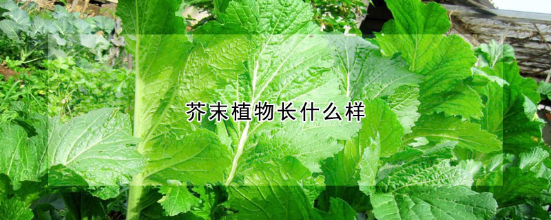 芥末植物長(zhǎng)什么樣