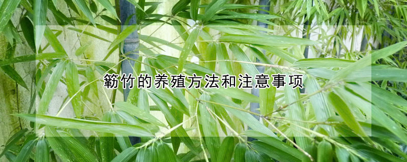 簕竹的養(yǎng)殖方法和注意事項