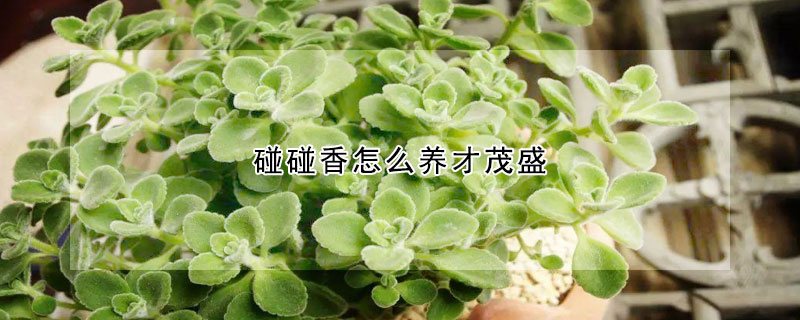 碰碰香怎么養(yǎng)才茂盛