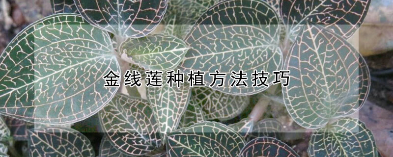 金線蓮種植方法技巧