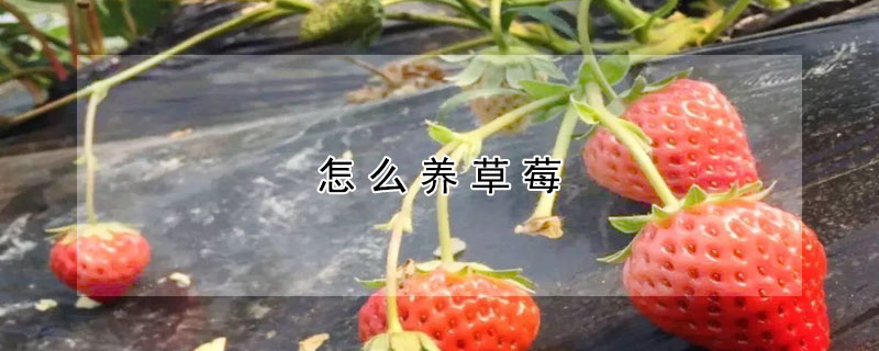 怎么養(yǎng)草莓