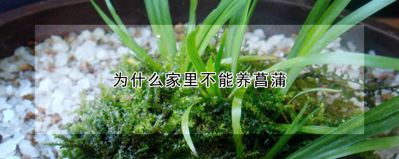 為什么家里不能養菖蒲