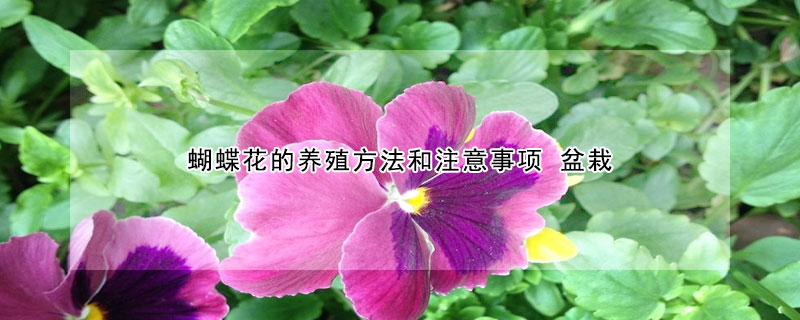 蝴蝶花的養(yǎng)殖方法和注意事項(xiàng) 盆栽