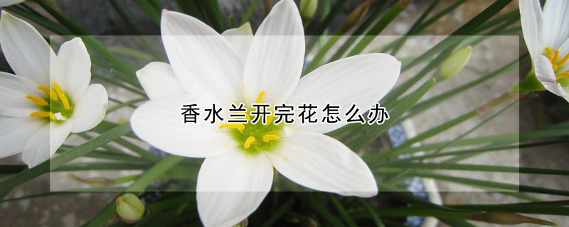 香水蘭開(kāi)完花怎么辦