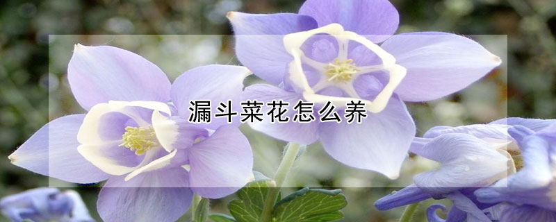 漏斗菜花怎么養(yǎng)