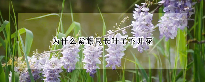 為什么紫藤只長(zhǎng)葉子不開花