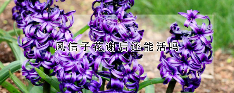 風(fēng)信子花謝后還能活嗎