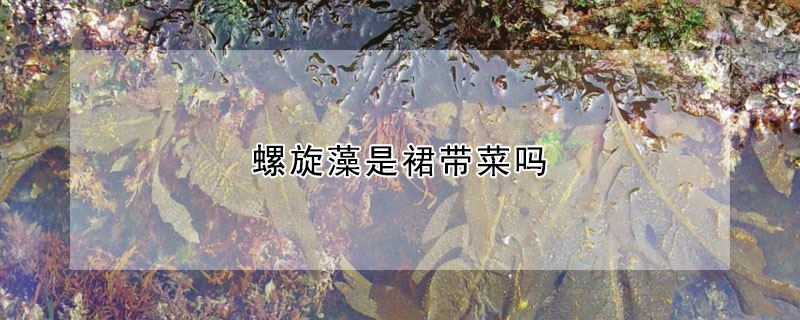 螺旋藻是裙帶菜嗎