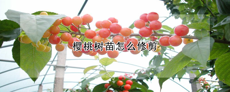 櫻桃樹苗怎么修剪