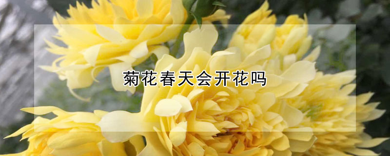 菊花春天會(huì)開(kāi)花嗎