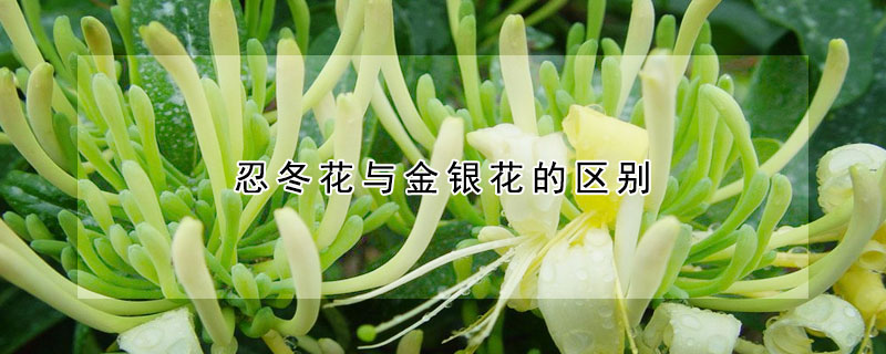 忍冬花與金銀花的區(qū)別