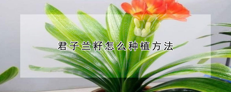 君子蘭籽怎么種植方法