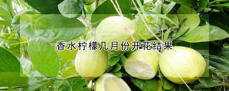 香水檸檬幾月份開花結(jié)果