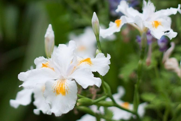 蝴蝶花長什么樣子