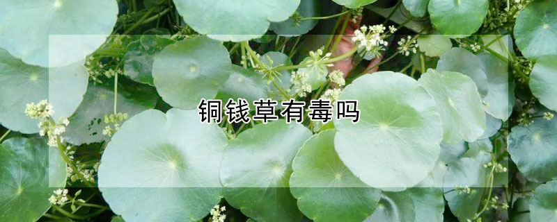 銅錢草有毒嗎